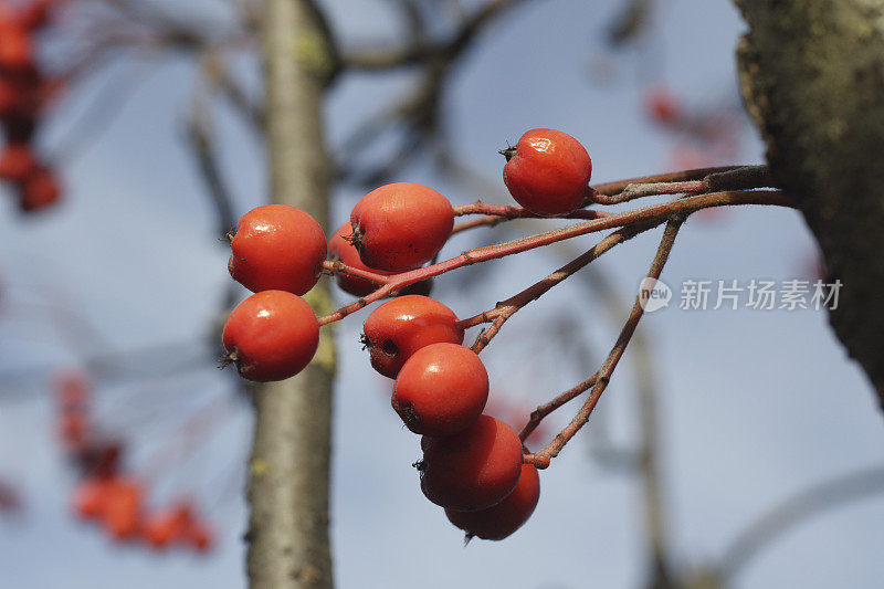 冬天白花楸的红色浆果