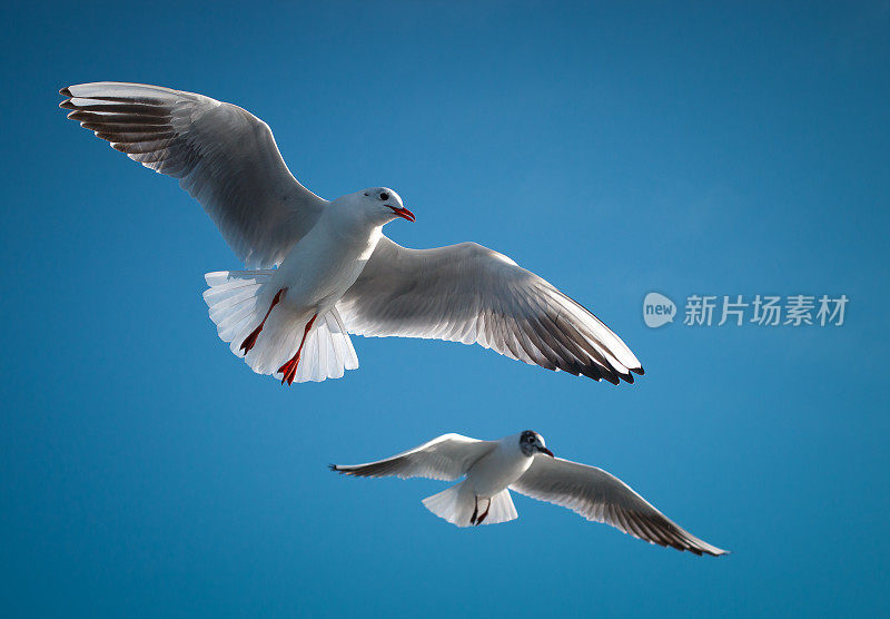 海鸥