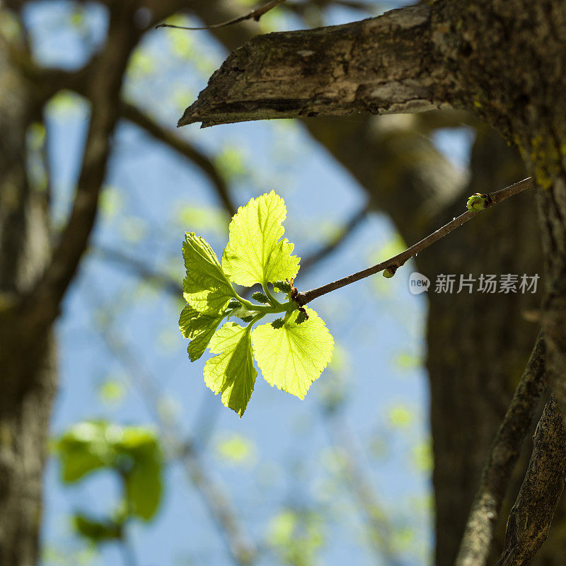 年轻的桑树枝在焦点