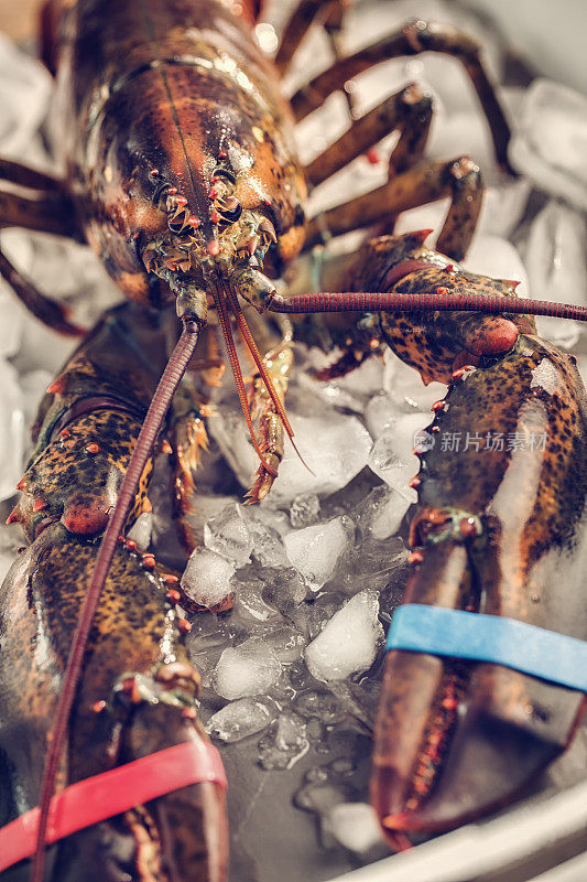 新鲜健康的龙虾碎冰