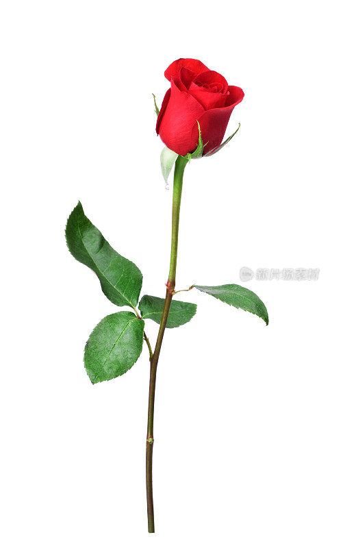 在白色上孤立的单茎红玫瑰