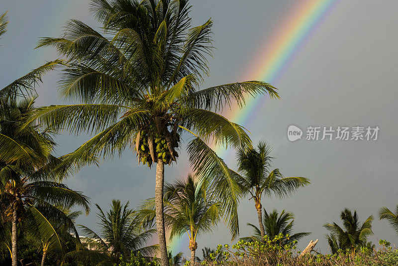 毛伊岛的彩虹