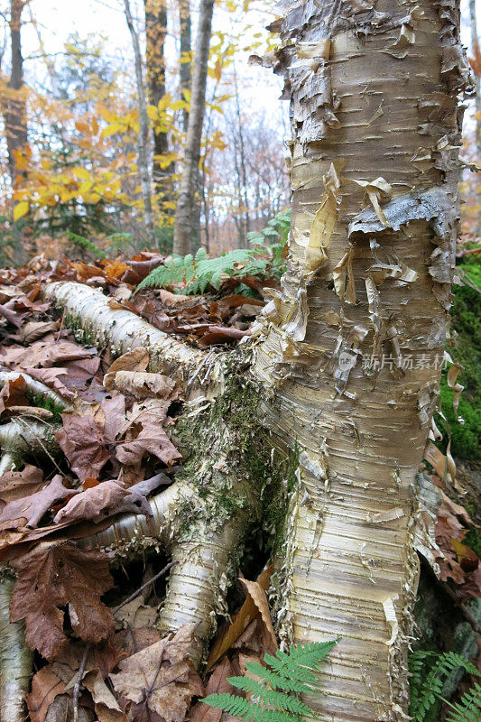 黄桦树根，黄金珍珠剥皮树皮，佛蒙特森林