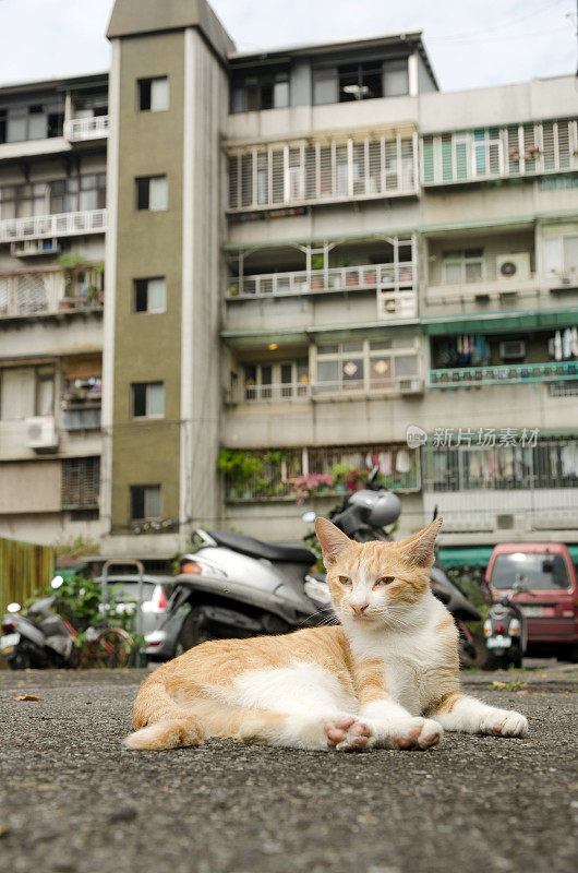 姜的小猫