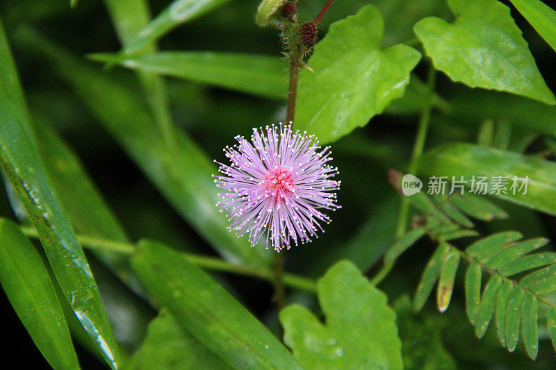 印度尼西亚:热带雨林中的害羞的花朵公主