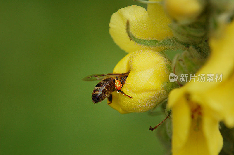 黄色的杨梅与蜜蜂