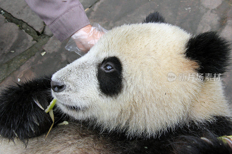特写熊猫宝宝的脸-中国