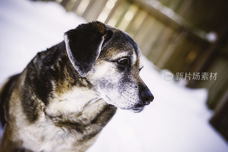 老狗在下雪的后院