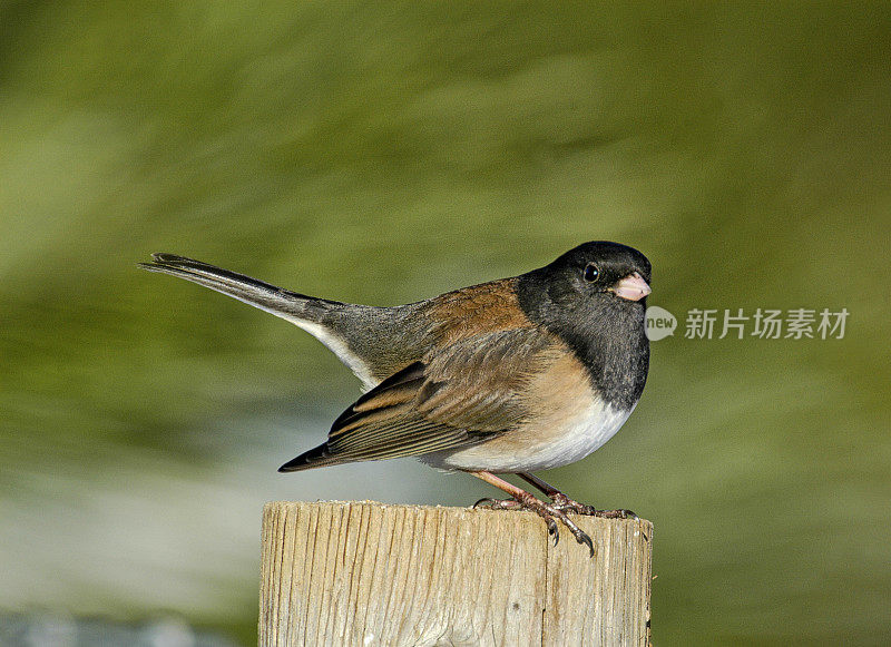 黑灯芯草雀