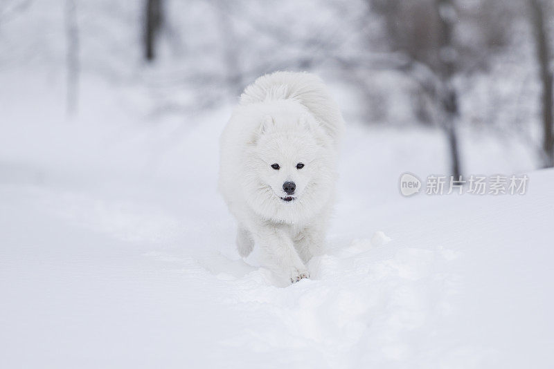 萨莫耶德人在雪