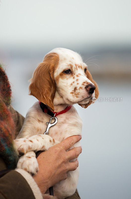 主人怀中的英国塞特犬，挪威