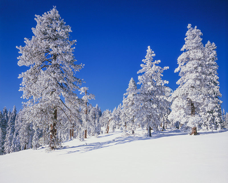 冬季雪翡翠湾州立公园，南太浩湖，加利福尼亚州。