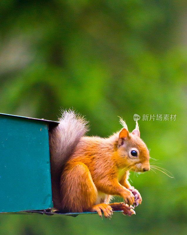 红松鼠喂食