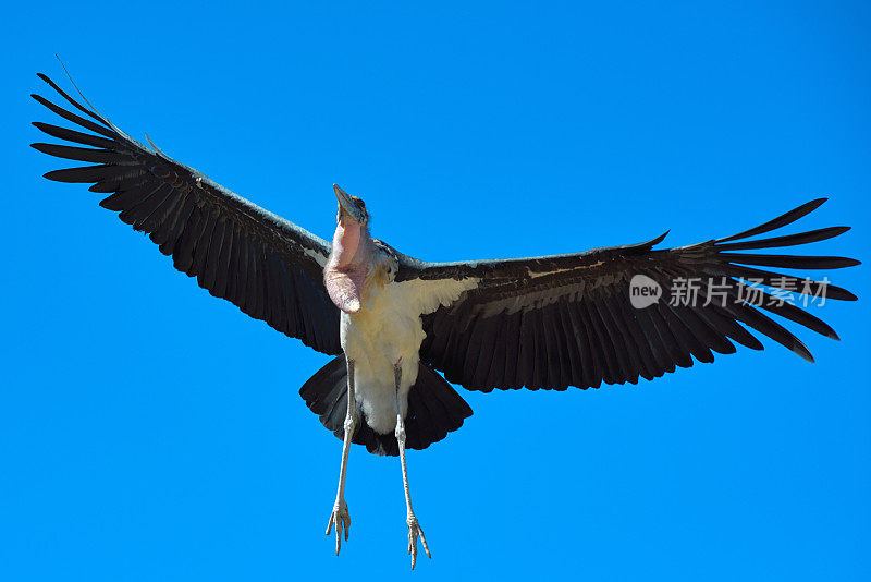 鹳鸟飞过天空