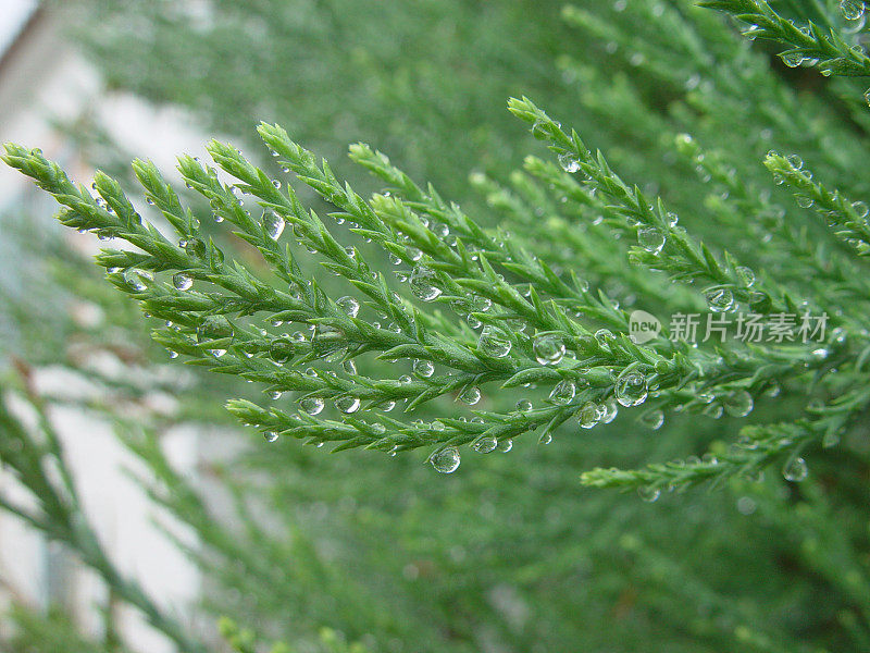 红杉叶上的雨滴