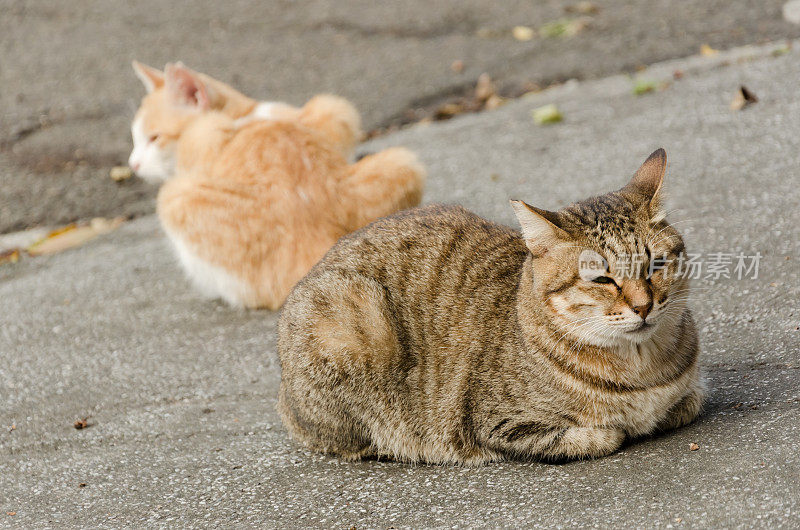 小黄猫和他的朋友