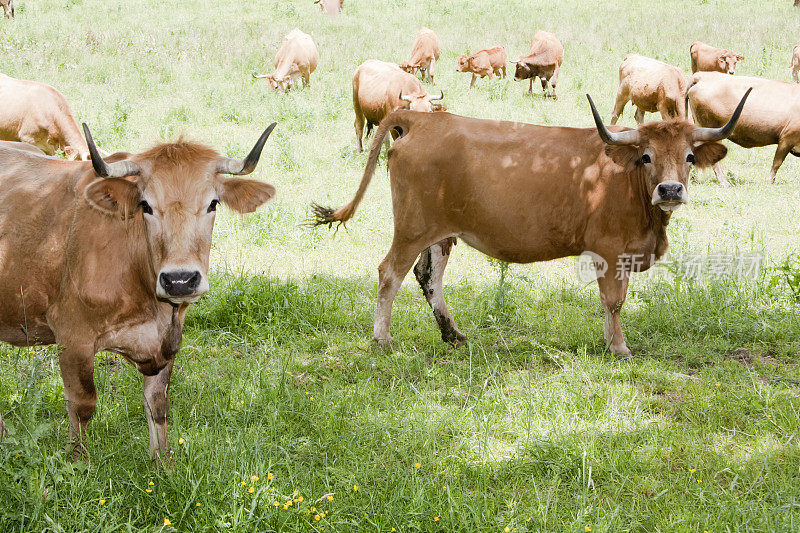 两头牛和一群人站在阳光灿烂的绿色草地上。