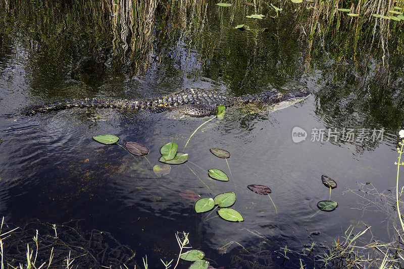佛罗里达沼泽的短吻鳄
