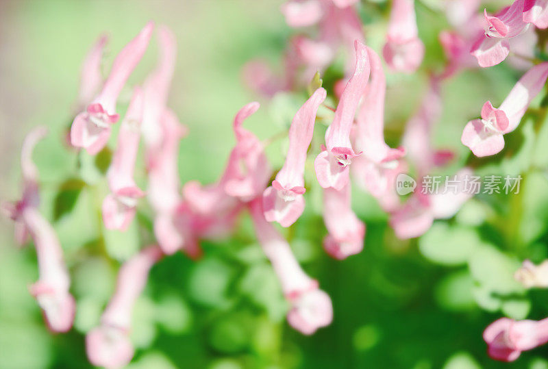 延胡索花在春天开花。