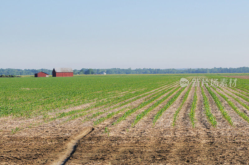 印第安纳农业玉米田植物行，谷仓和农场在春天