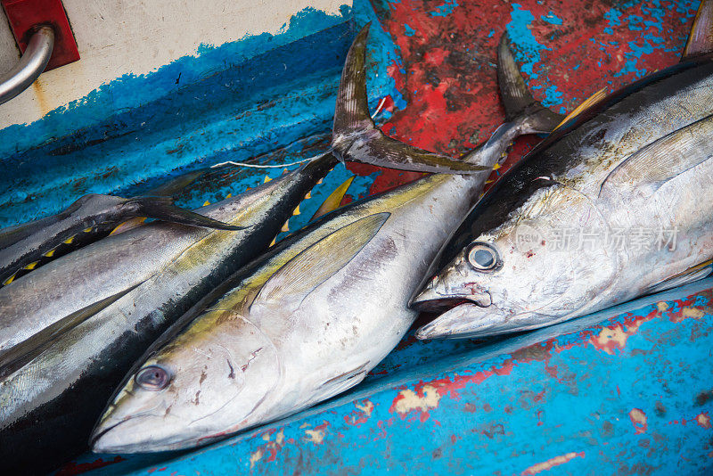 马尔代夫马累鱼市出售的新鲜金枪鱼