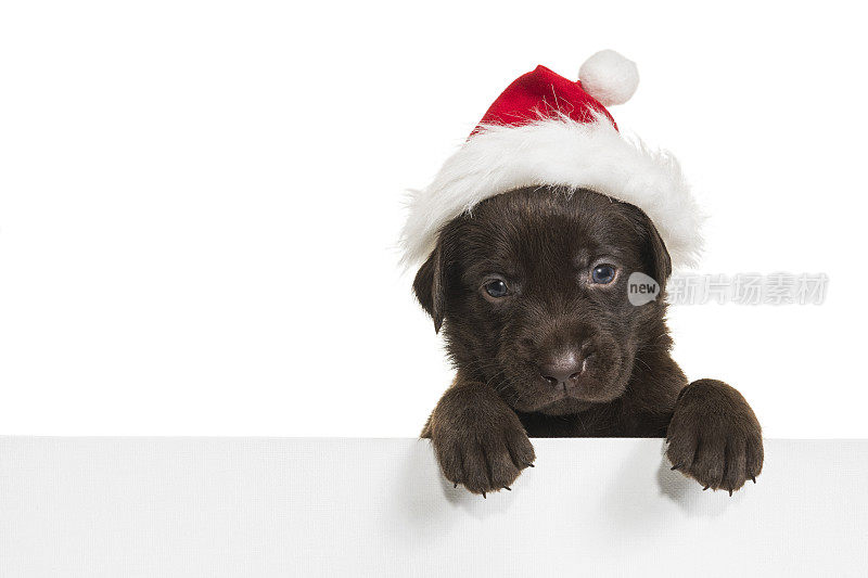 一只可爱的巧克力拉布拉多小狗戴着圣诞老人帽子，上面有标志——4周大
