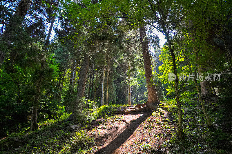 阳光明媚的夏日森林里风景如画的小路