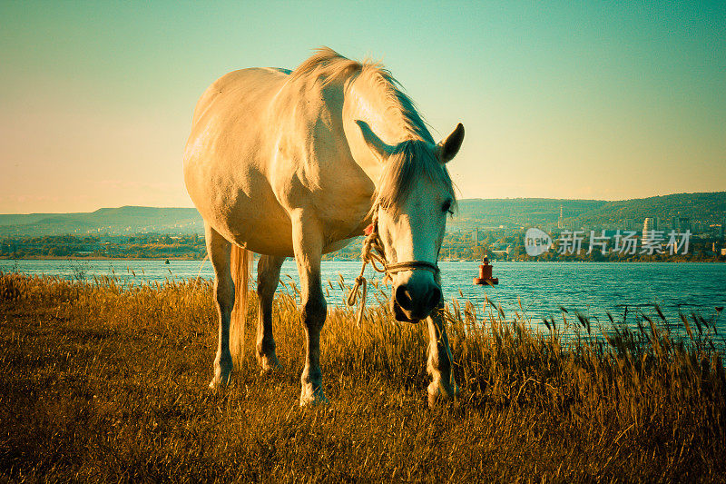 马在湖边吃草
