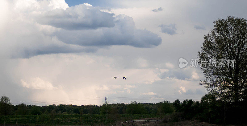 两只加拿大鹅在美丽的多云天空中飞翔