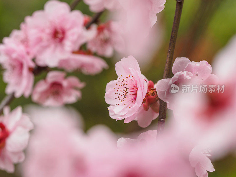 春花系列:公园里美丽的红梅绽放。