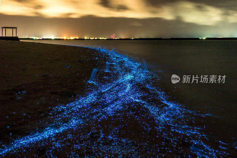 生物发光。马尔代夫浮游生物的照明。