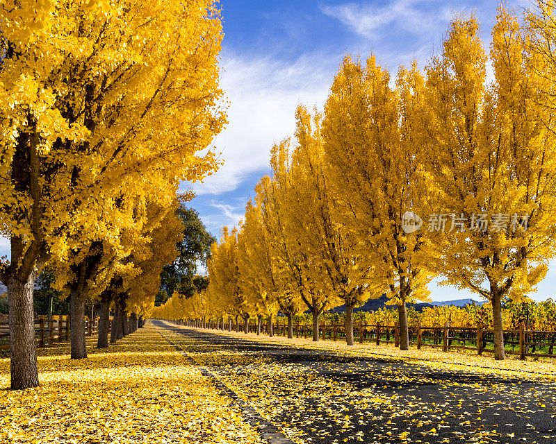 秋天，黄色的银杏树排列在加州纳帕谷的道路两旁