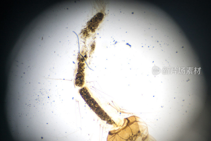 显微镜下的蚊子幼虫W.M.