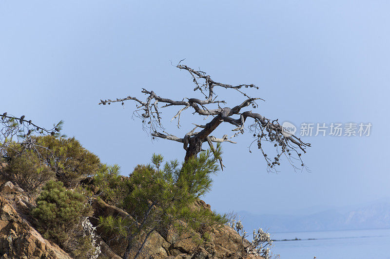 位于土耳其博德鲁姆格拉的爱琴海戈科娃湾山上的松树