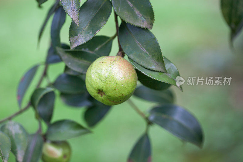 茶树上的茶籽，茶油是由这些种子制成的，一种像橄榄油一样的健康油