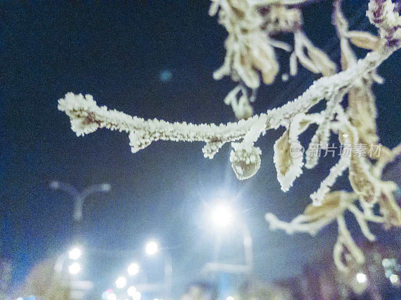 在寒冷的冬夜，菩提树的树枝上结满了白霜