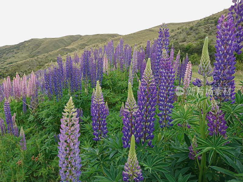 山坡高山坡有羽扇花