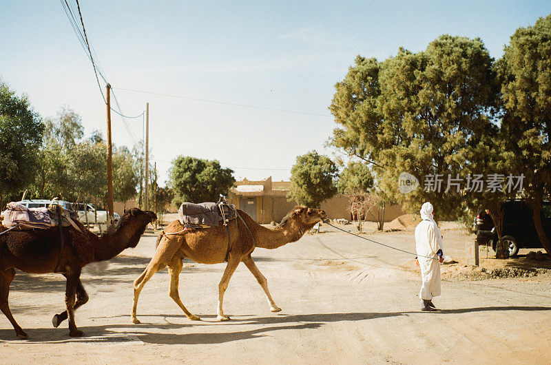 骆驼在路上行进