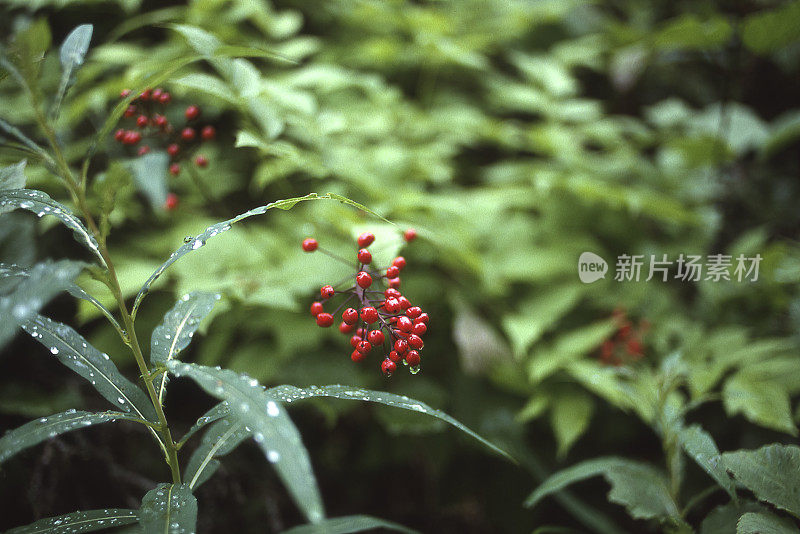 郁郁葱葱的阿拉斯加雨林中的红浆果