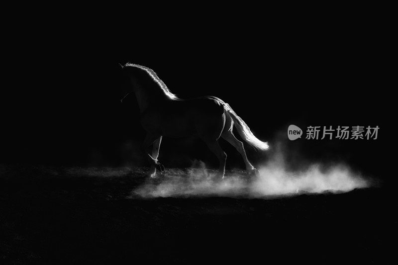 突出了一匹奔跑的马的轮廓。低调，黑白艺术形象。