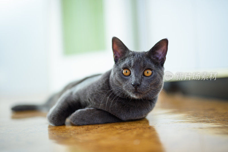 地板上美丽的夏特鲁猫