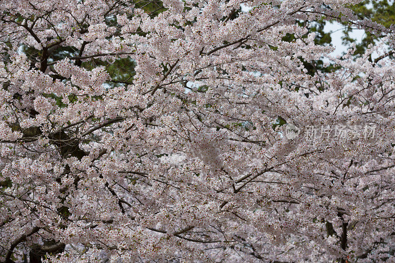 日本京都的樱花