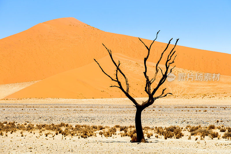 死树和沙丘，Sossusvlei，纳米比亚