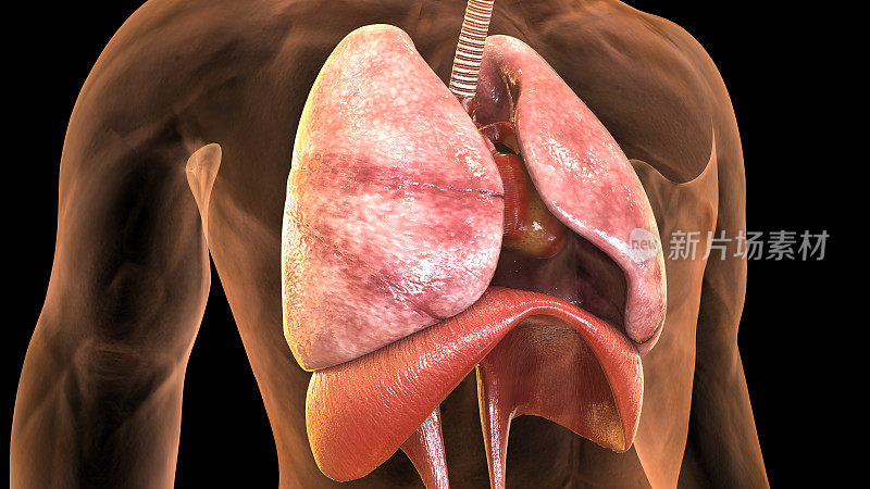 人体肺解剖的3d插图