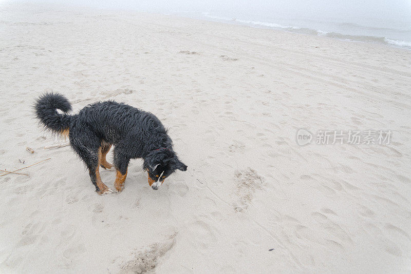 肮脏潮湿的比利时山地犬在波罗的海的沙滩上挖洞