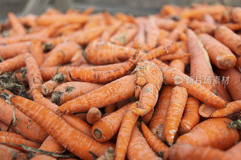 在一个户外市场上，不太适合人类食用的不完美胡萝卜被大量出售，价格低廉，供爱好狩猎的猎人享用。他们用这些作为诱饵来吸引狍或驼鹿。