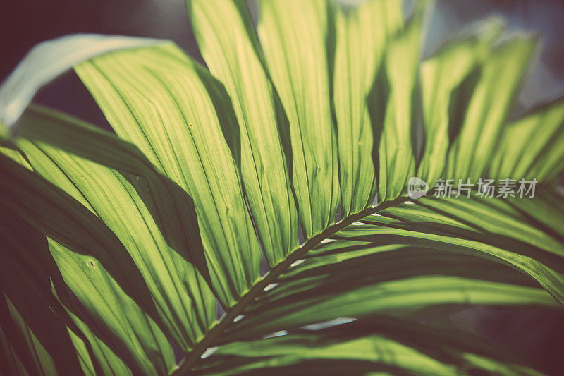 热带树木复古风格的背景