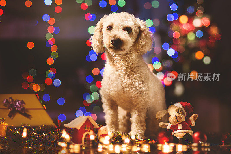 狗靠近一些圣诞装饰品