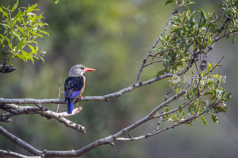 南非克鲁格国家公园的灰头翠鸟