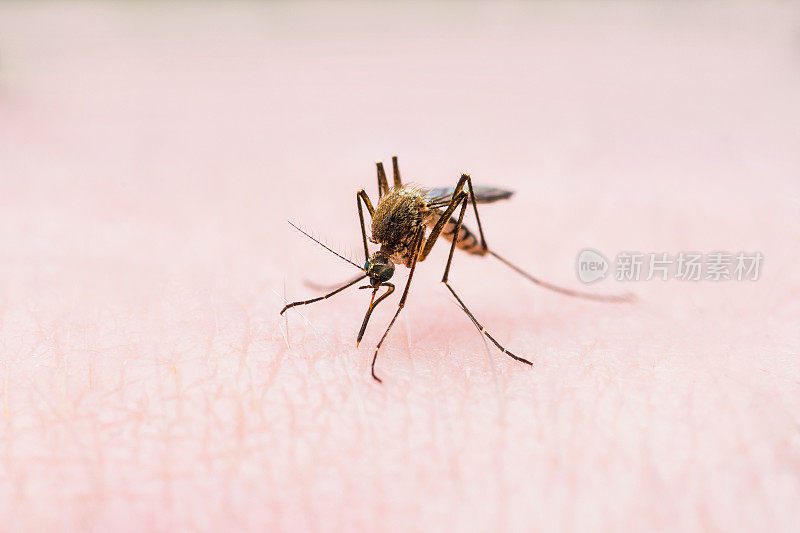 受黄热病、疟疾或寨卡病毒感染的蚊虫叮咬